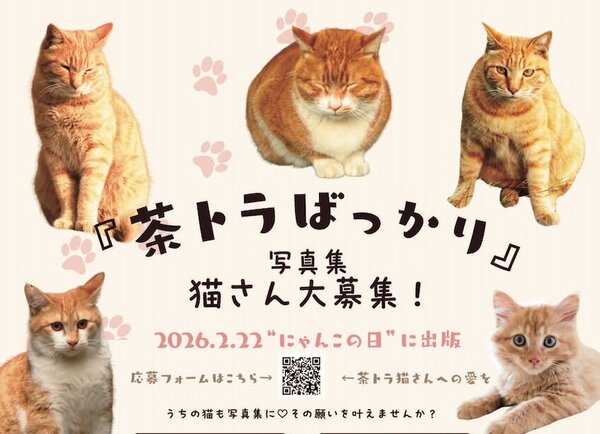 写真集をつくるので茶トラ猫さん大募集！