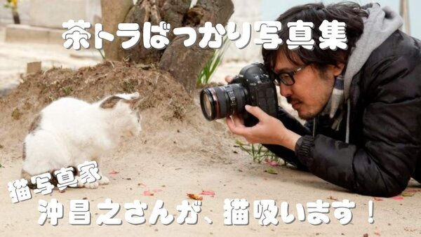 猫写真家・沖昌之さんが 「吸いたくなる茶トラ猫」大募集！
